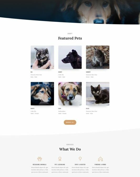 Animal Shelter